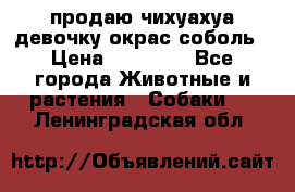 продаю чихуахуа девочку,окрас соболь › Цена ­ 25 000 - Все города Животные и растения » Собаки   . Ленинградская обл.